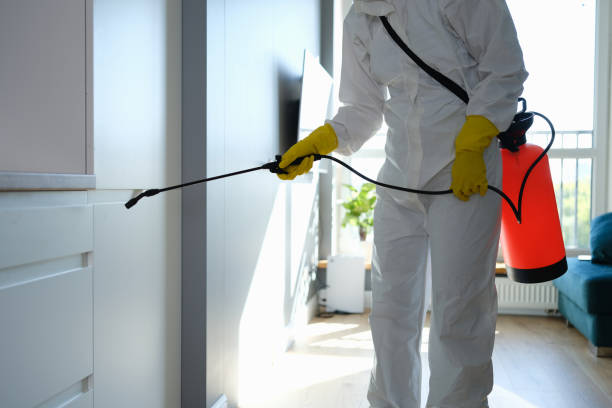 Best Mold Odor Removal Services  in Round Rock, TX